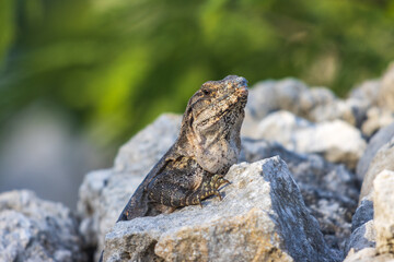 Primer plano de iguana rayada