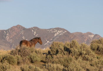 Wild Horse in the Utah Desert in Spring