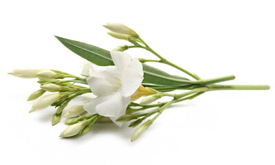 Fototapeta premium Oleander flowers isolated on white background