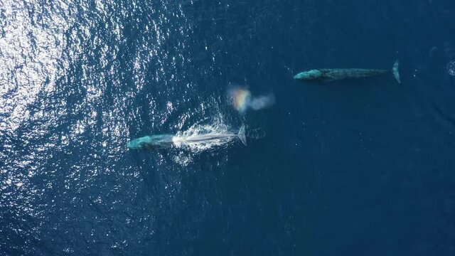 Aerial view of a group of Sperm Whales swimming In the ocean, Terceira Island on Azores archipelagos, Portugal.