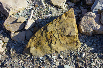 Texture stone on the river.