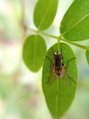 bug on a leaf,Macro lens