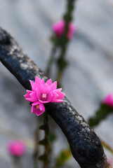 Pink flowers of the native rose, Boronia serrulata, growing amongst burnt blackened tree branches....