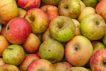 Ripe apple harvest