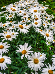 Fototapeta premium Background with beautiful chamomiles on a summer meadow. Close-up