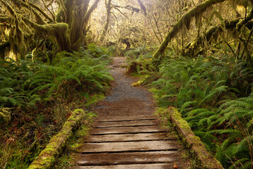 Evergreen rain forest of Washington State in the Pacific Northwest. Hoh rain forest with peaceful hikes and scenic trails. 