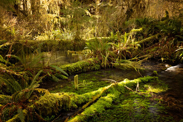 Evergreen rain forest of Washington State in the Pacific Northwest. Hoh rain forest with peaceful hikes and scenic trails. 