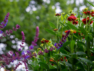 blooming wild summer flowers close up