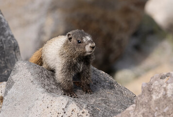 Baby Marmots playing in the rocks enjoying a warm summer's day in the Cascade mountains of Washington State
