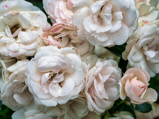 Beautiful wilted white roses in late summer