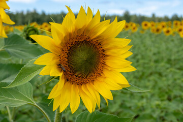 Obraz premium Close-up of a blooming yellow sunflower on a field with beautiful yellow sunflowers against a blue sky with fluffy clouds. Natural rustic background with blooming sunflowers.