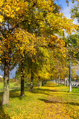 Naklejka premium Autumn park alley bench autumn landscape