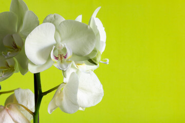 Phalaenopsis orchid plant on a yellow background and copy space