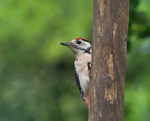 Young Greater spotted Woodpecker