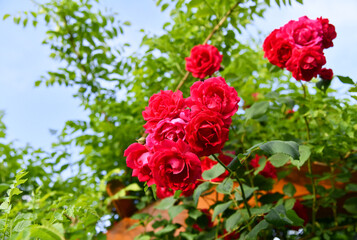 duftende Rosen im Garten