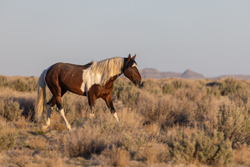 Wild Horse in the Utah Desert in Spring