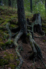 stump