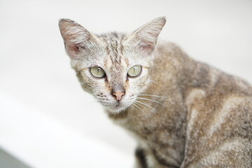 Portrait of a gray striped cat staring intently.