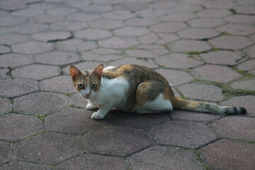 Black, white and orange cats are crouching on the paving .