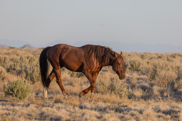 Wild Horse in the Utah Desert in Spring