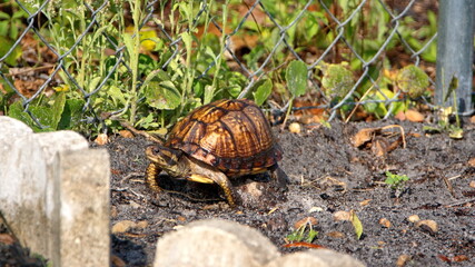 Box turtle in a backyard in Panama City, Florida, USA