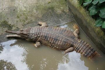 Indonesian endemic gharial crocodile is sunbathing to warm the body.
