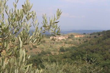 Branche d'olivier et paysage provençale