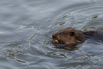 Beaver carrying cracker ring
