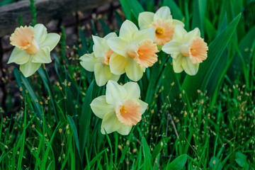 View of beautiful yellow narcissus - daffodil flowers, growing in the garden. Spring blooming nature. - obrazy, fototapety, plakaty