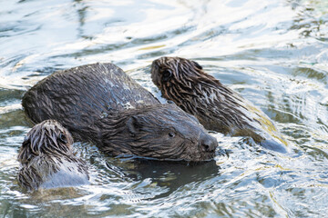 beavers family © Oksana