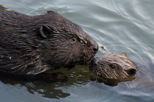 beaver nurture