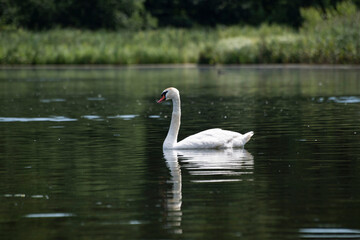 swan on a lake