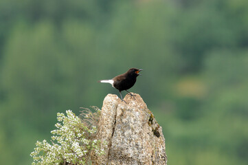 collalba en la sierra de la paramera.Avila.España
