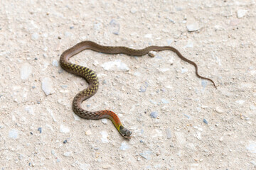 Red-necked Keelback on a rural concrete road. nonvenomous snake People who do not know this kind of snake will be afraid. Poor snakes are killed or hit by cars, with space to for text.