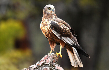 Aguila lagunero en el campo