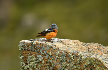 Roquero rojo en la sierra abulense. Avila.España