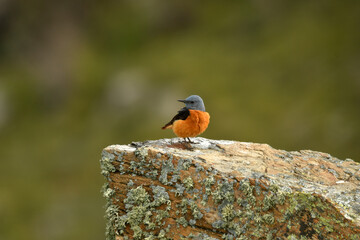 Roquero rojo en la sierra abulense. Avila.España