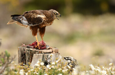 Aguila lagunero en el campo