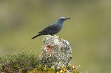 pajaro en el bosque
