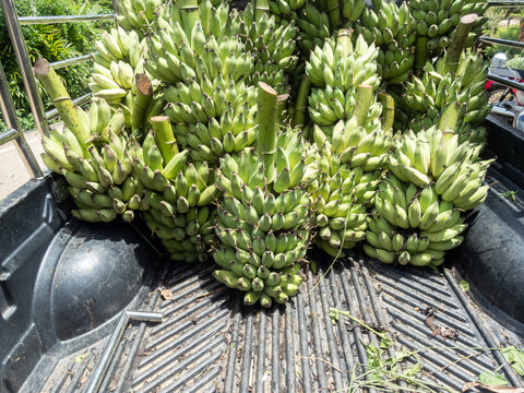 Green bananas are on a farmer's truck for sale at a fresh fruit market. Banana farmers in Thailand