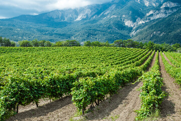 Fototapeta na wymiar Vines bushes on plantation, grapes grow in mountainous area against background of rocks