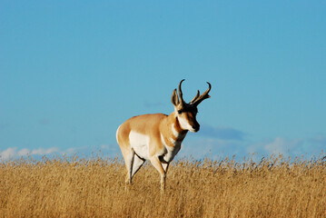 An antelope buck on the prairie
