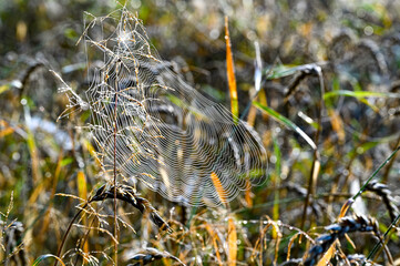 dew on a cobweb early morning in august
