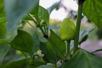 Vegetables and flowers on the bell pepper plant. Growing and harvesting sweet peppers.