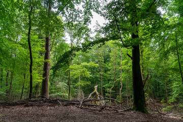 Trees in Middachterbossen in De Steeg (The Netherlands)