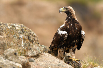 Aguila imperial en la campiña abulense. Avila España