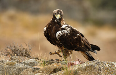 Aguila imperial en la campiña abulense. Avila España