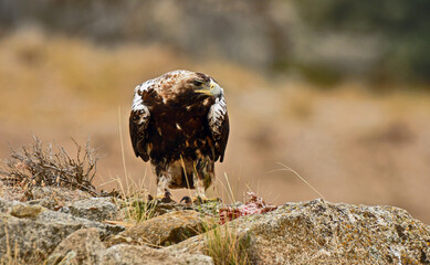 Aguila imperial en la campiña abulense. Avila España