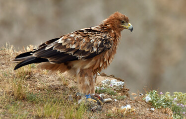 Aguila imperial en la campiña abulense. Avila España