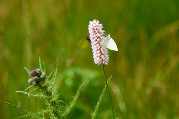 Hartheu-Spanner an Schlangen-Knöterich auf einer Wiese	